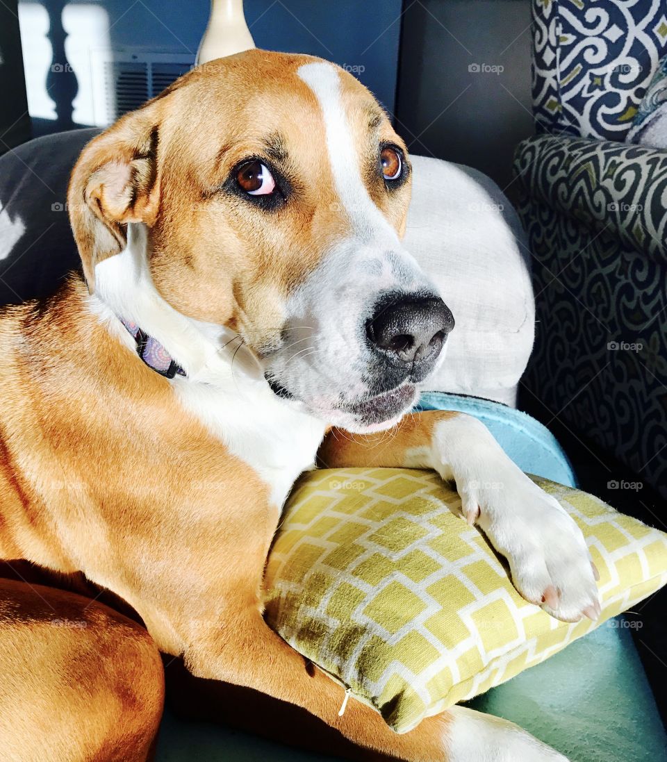 Dog holding onto pillow