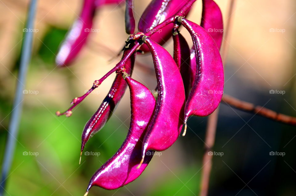 Sweet pees in the garden