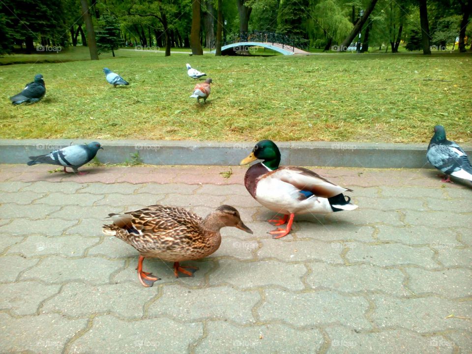 Ducks walk on the pavement in the park