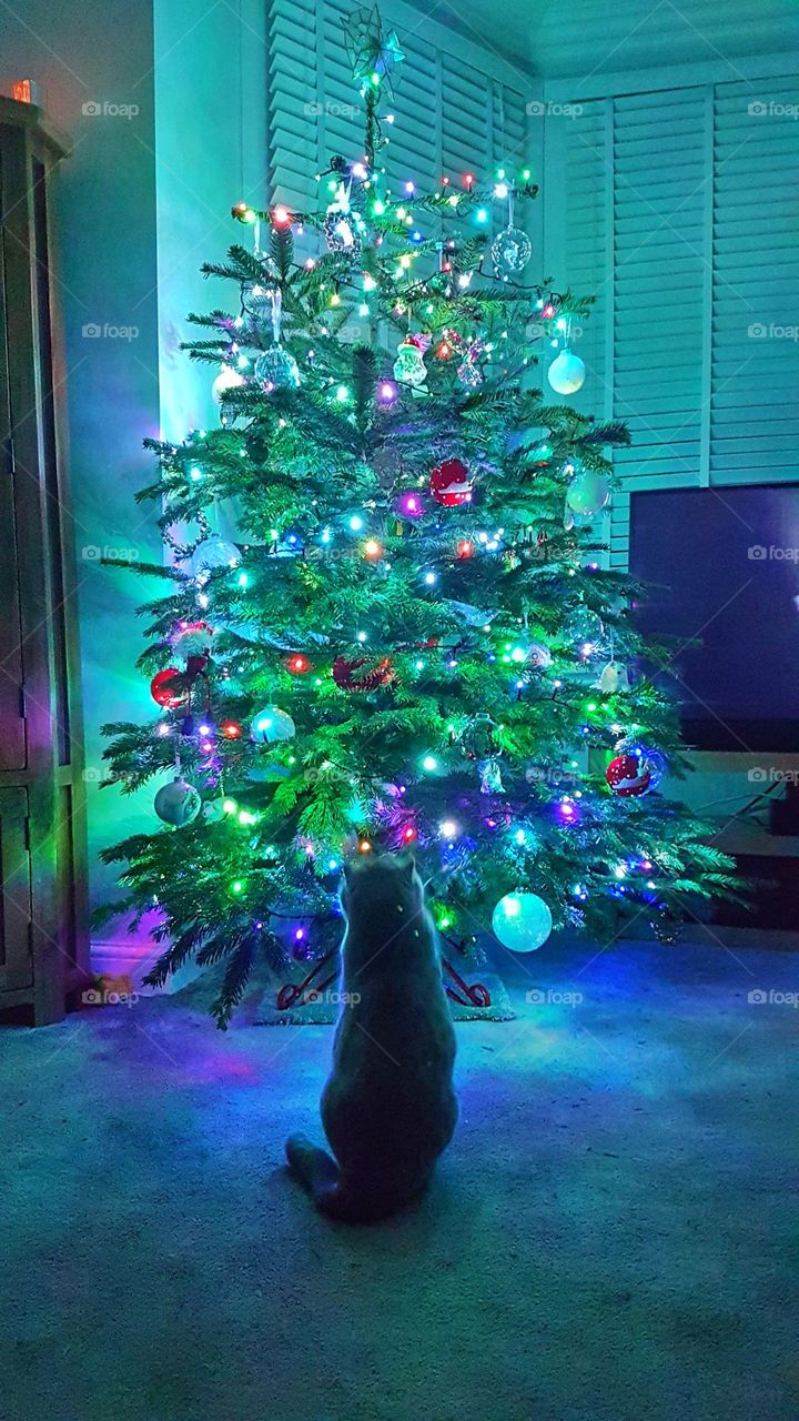 The Cat and the Christmas tree