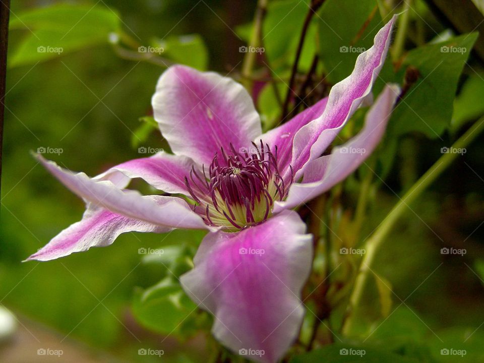 High angle view of purple flower