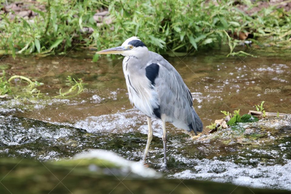 Gray heron on The river