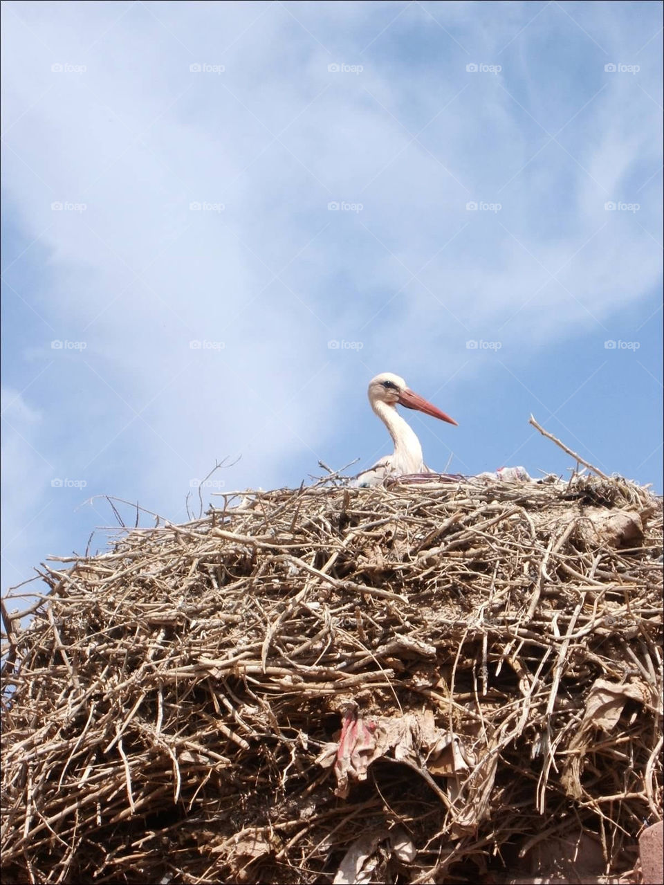 nature bird wildlife nest by evelovelee