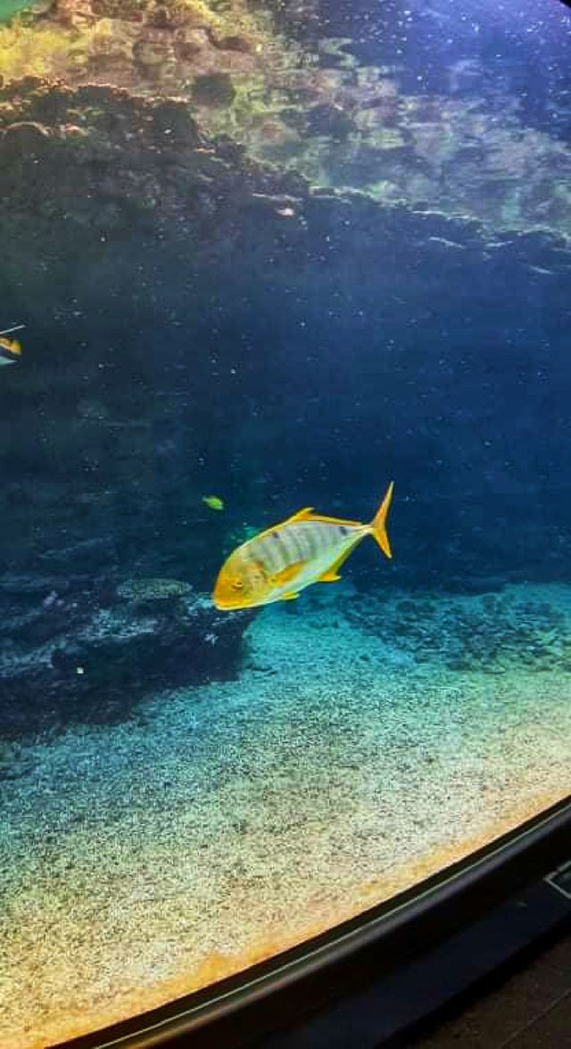 Underwater life