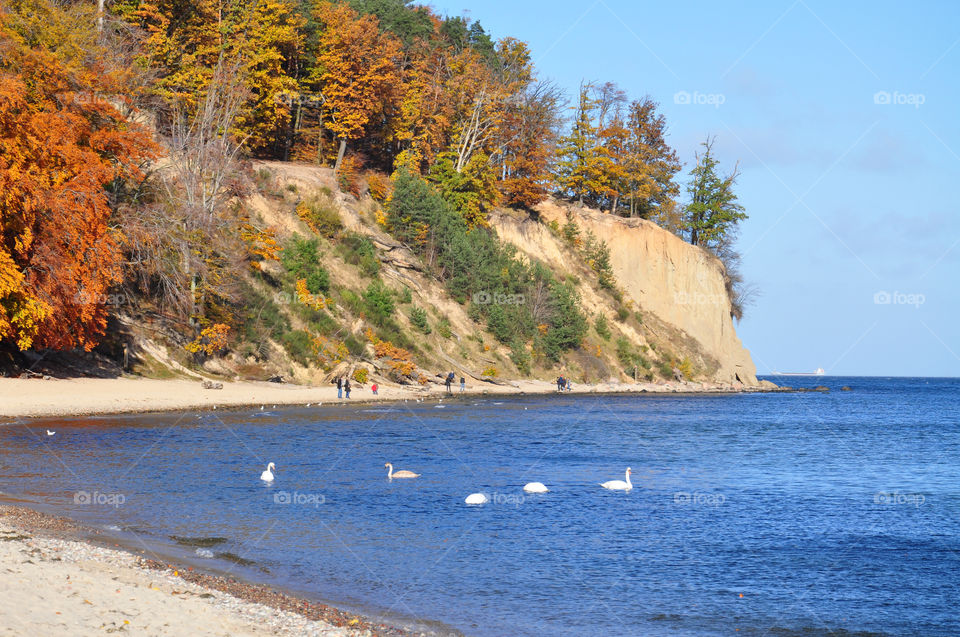 White swans in the Baltic Sea 