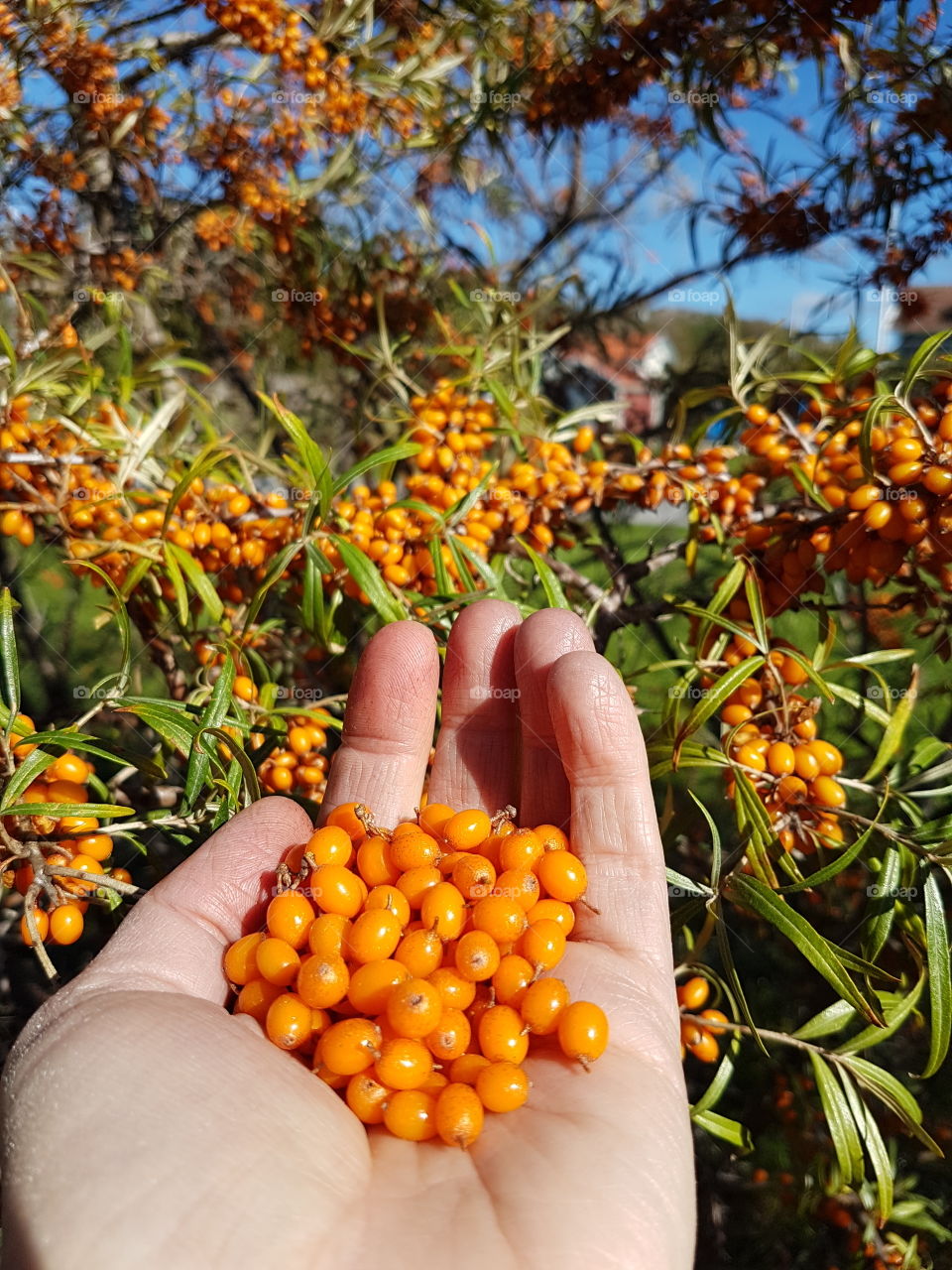 sea buckthorn