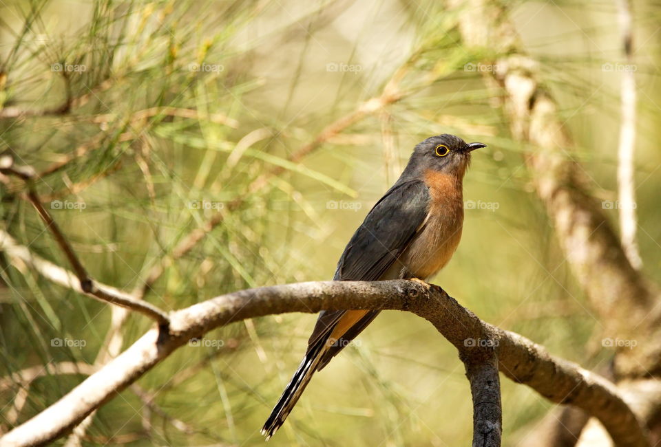 Fan Tailed Cuckoo