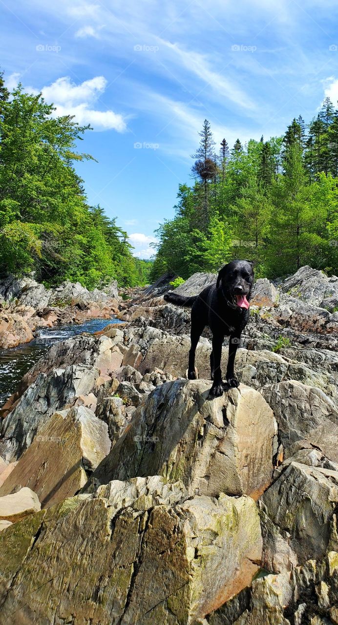 Hiking on the rocks along the river with the dogs.