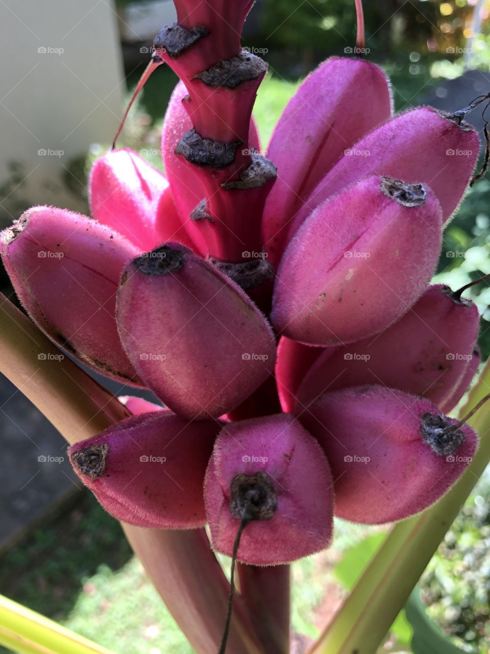 Bananas rosas. 