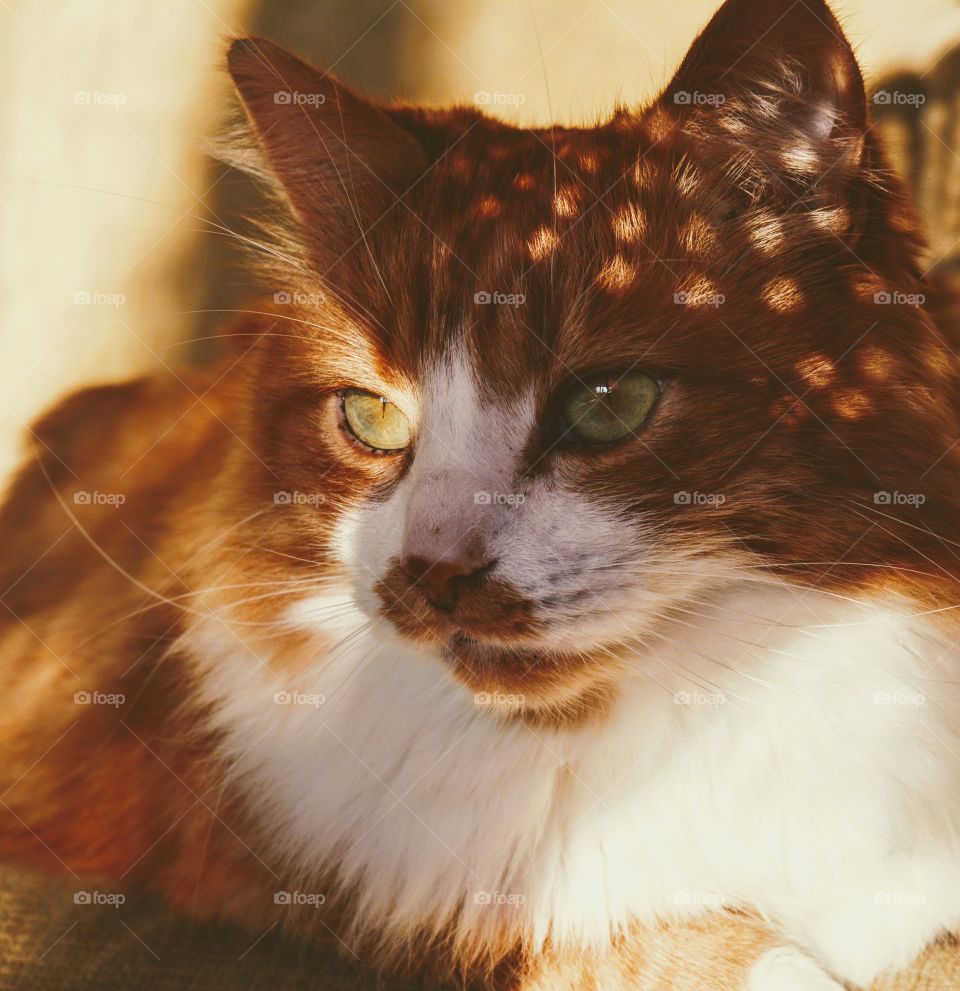 orange cat pet resting in the sunlight beautiful portrait