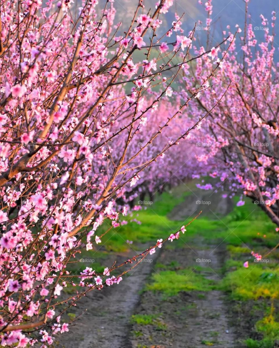 In the beautiful spring, it is a pleasure to walk among the pink peach blossoms. I love flowers, spring fragrance and spring nature.