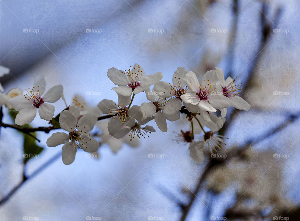 spring flowers, plum blossom on the sky background