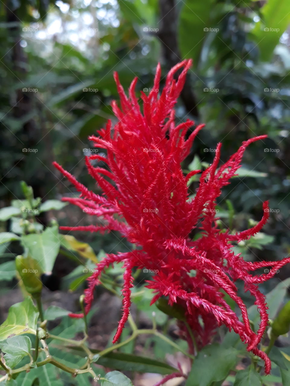 red flower alway fresh