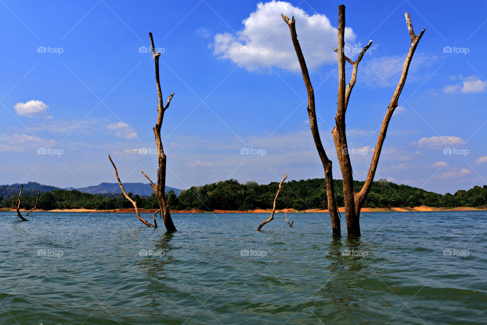 tree trunk above the Riam Kanan dam, South Borneo, Indonesia.