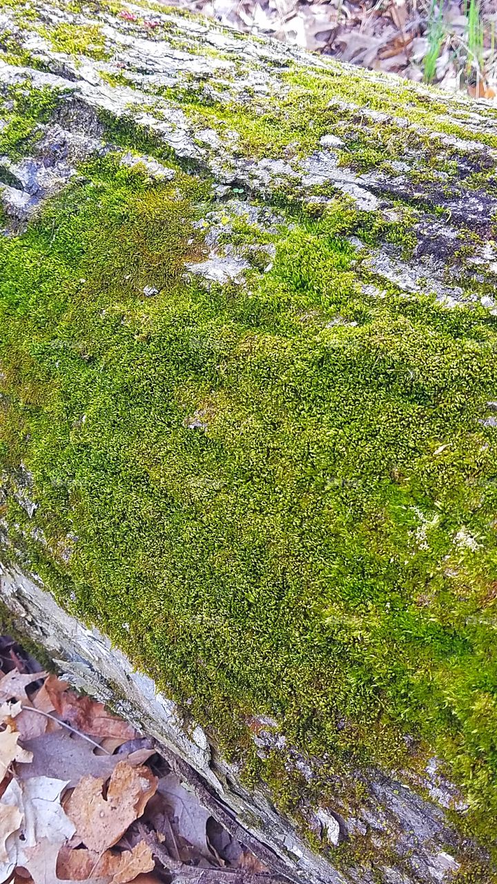 beautiful green moss growing on a log