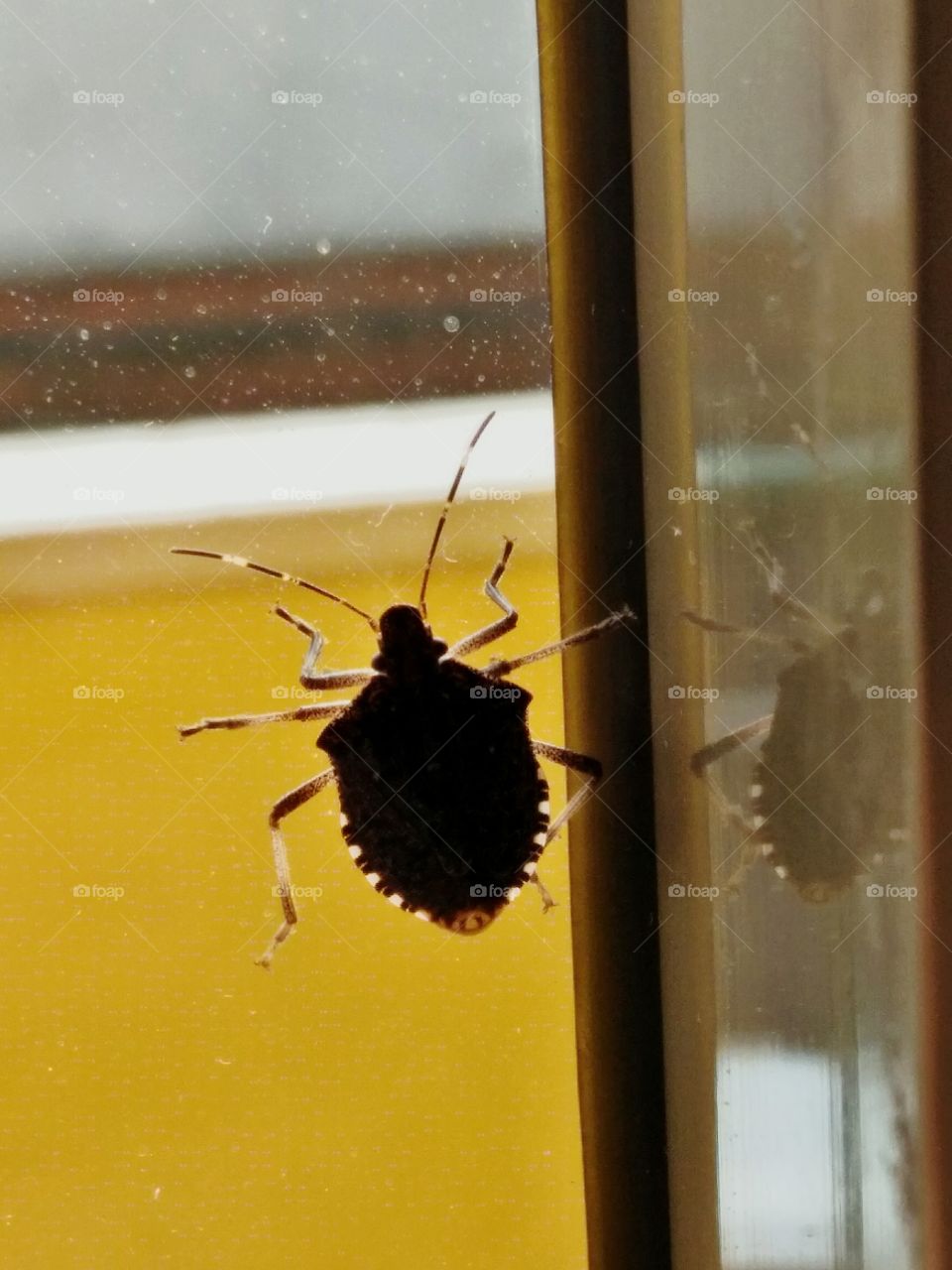 Bug climbing the Window