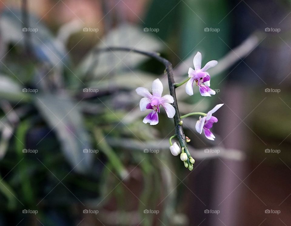 orchid​