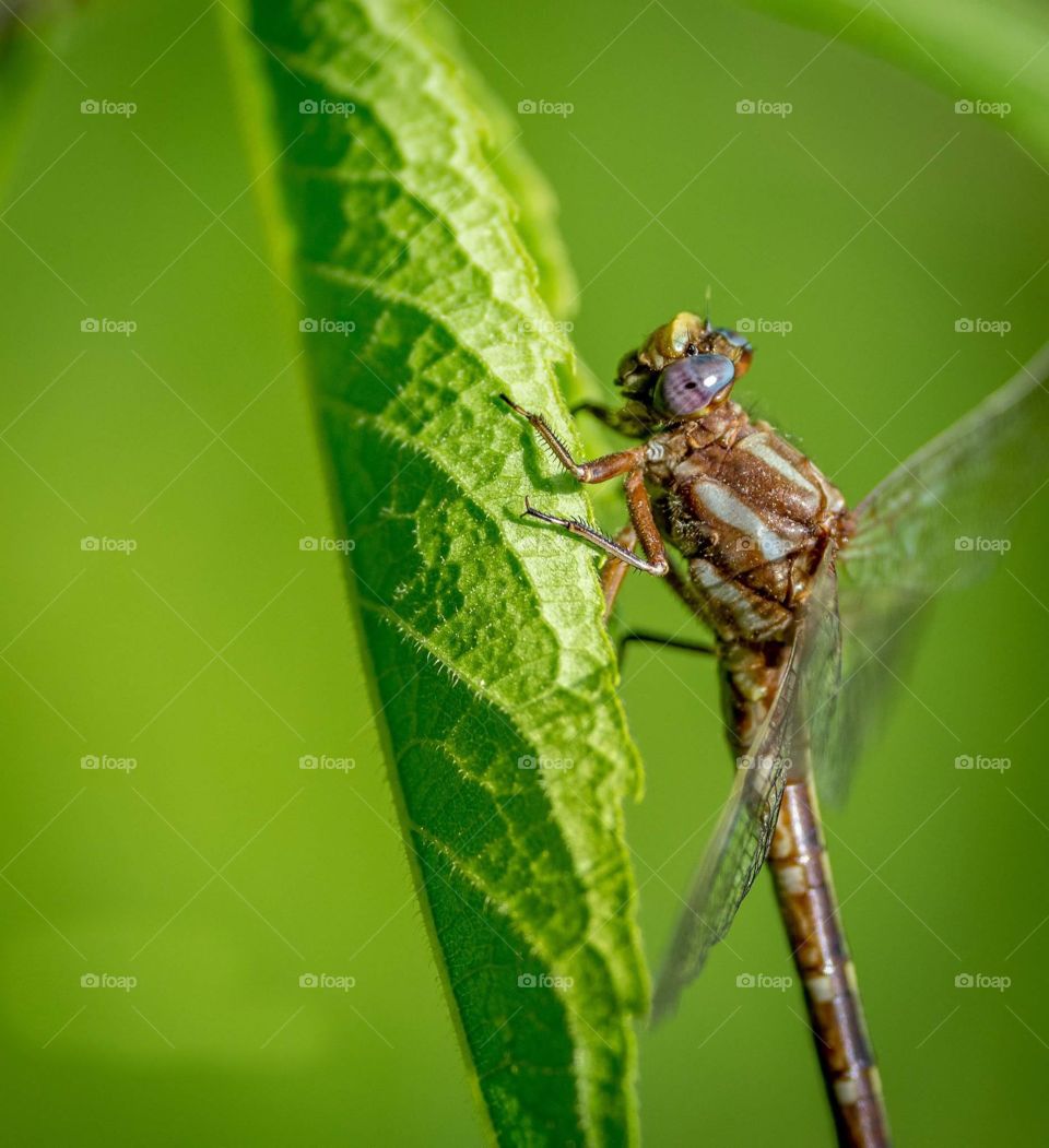 Blue Dasher Dragonfly on Leaf