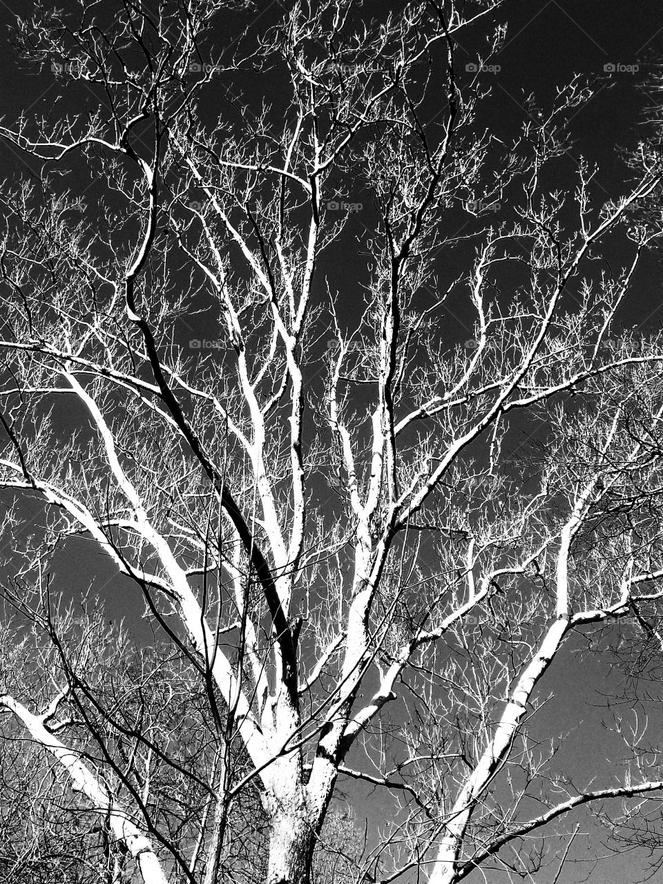 Winter Tree in Black and White