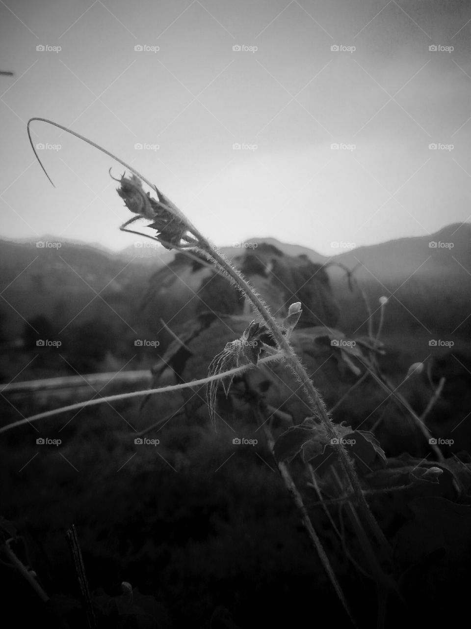 Black leaf
Sky background