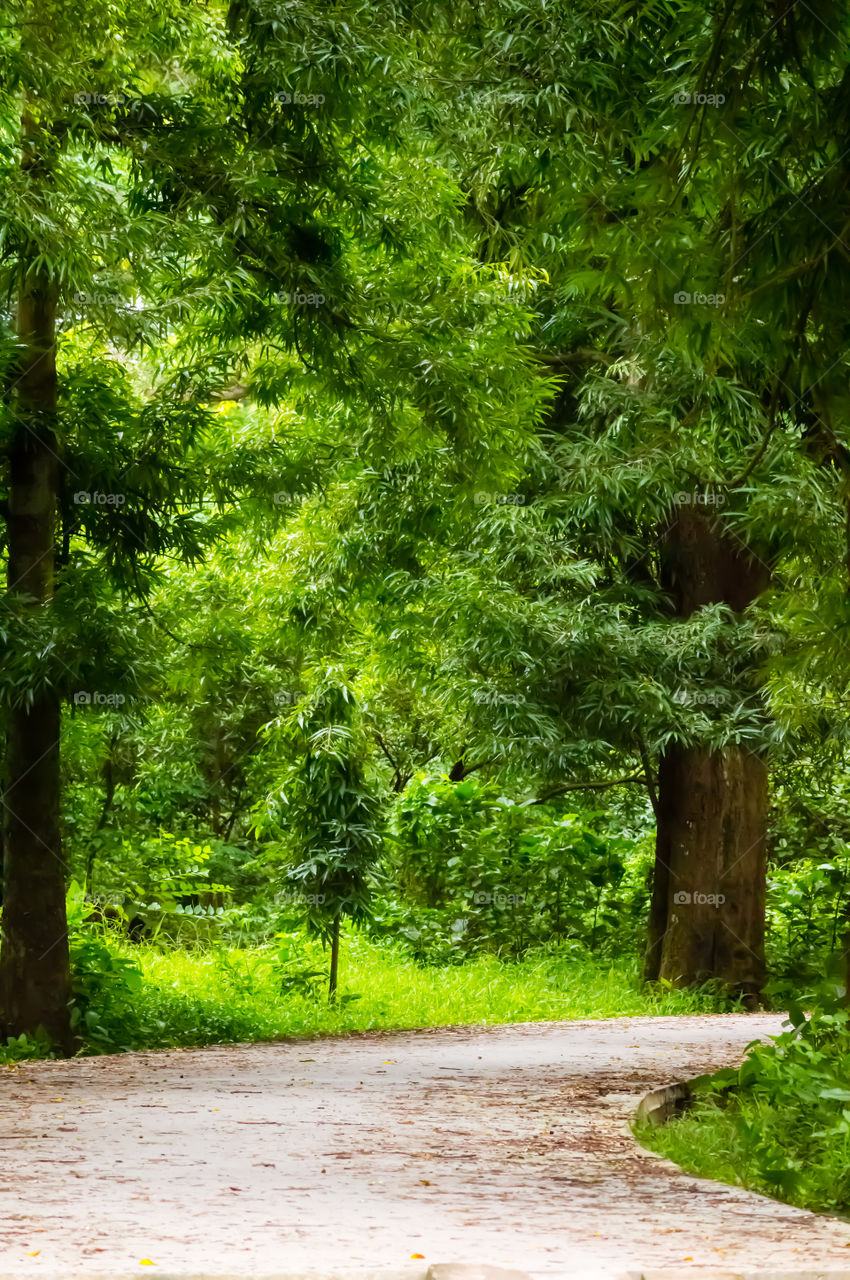Formal Garden or lawn, landscape view: Front or back yard architecture design or detail of a residential house building exterior.