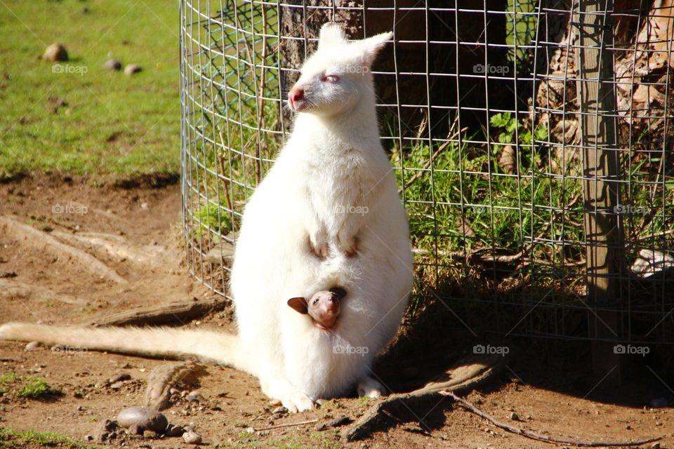 A albino kangaroo with a joey 