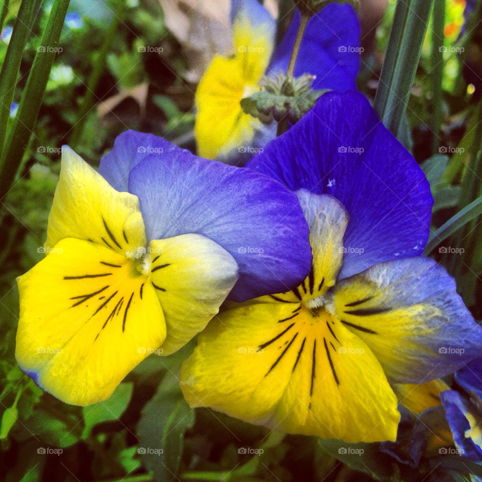 Spring is a springing!