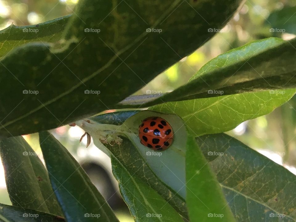 Ladybirds close up 