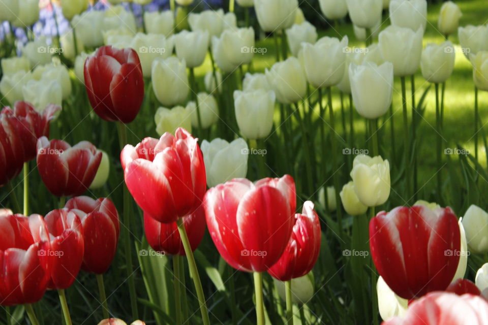 Gorgeous tulips!