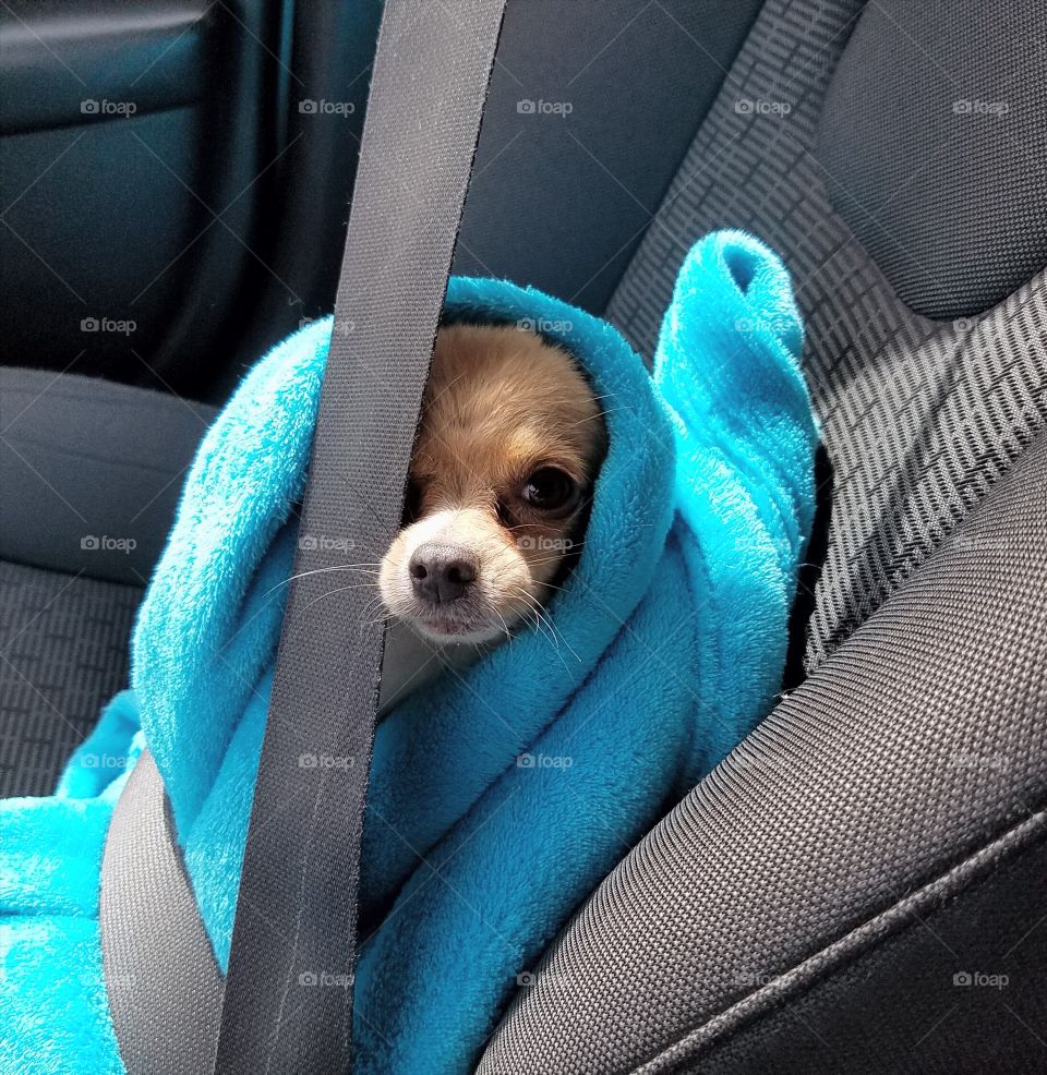 Chino pup ready in the car going to the vet