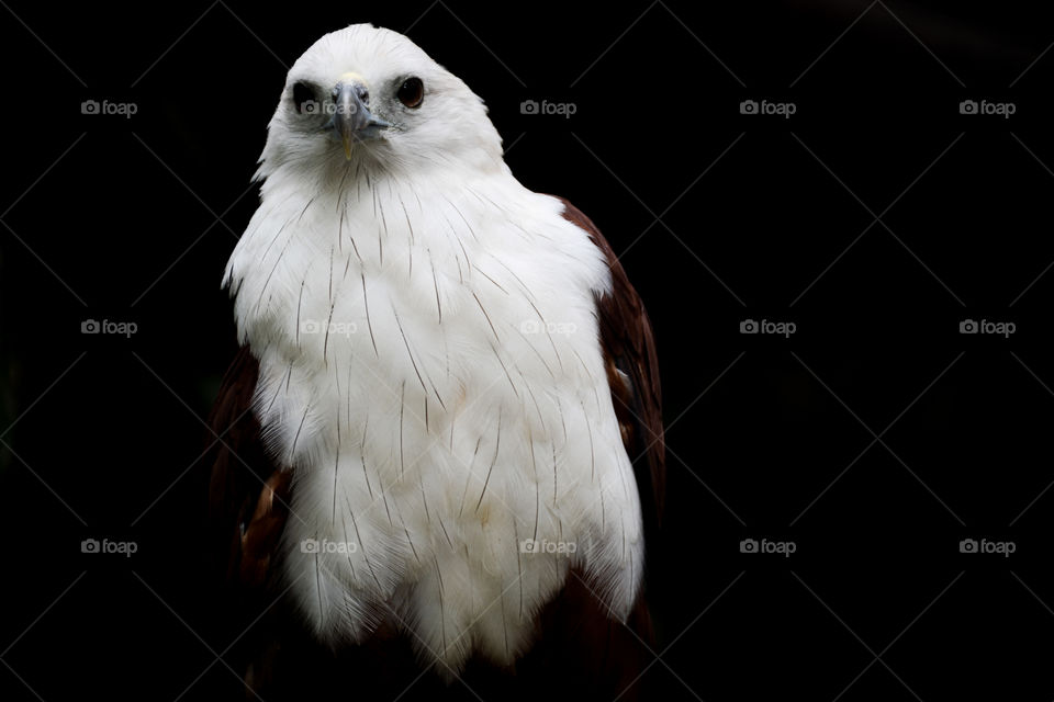 exotic eagle isolated with black background