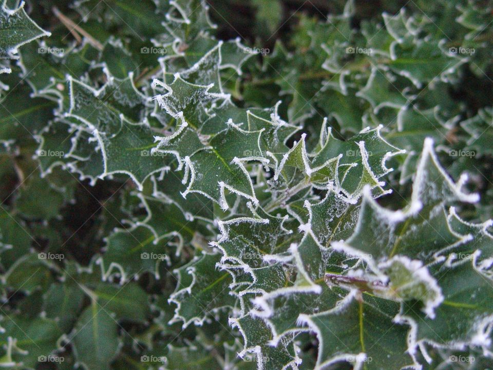 Frosty Holly leaves