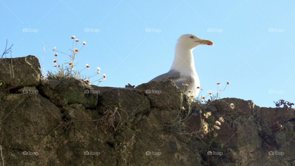 Seagull perched on a stone wall