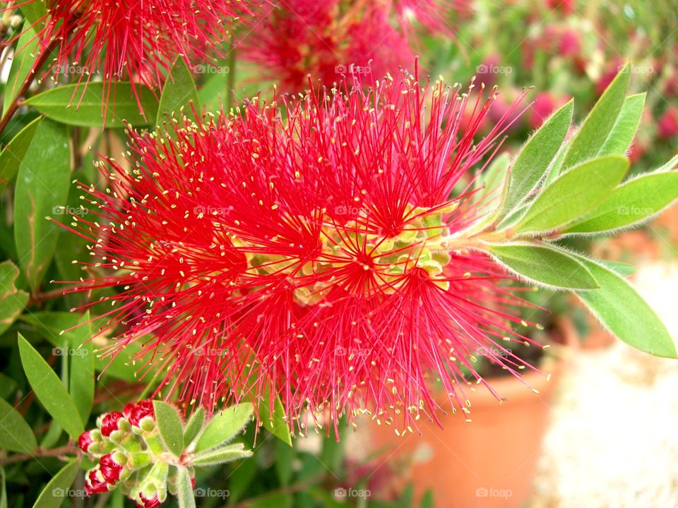 close up of red flower plant inside a pot