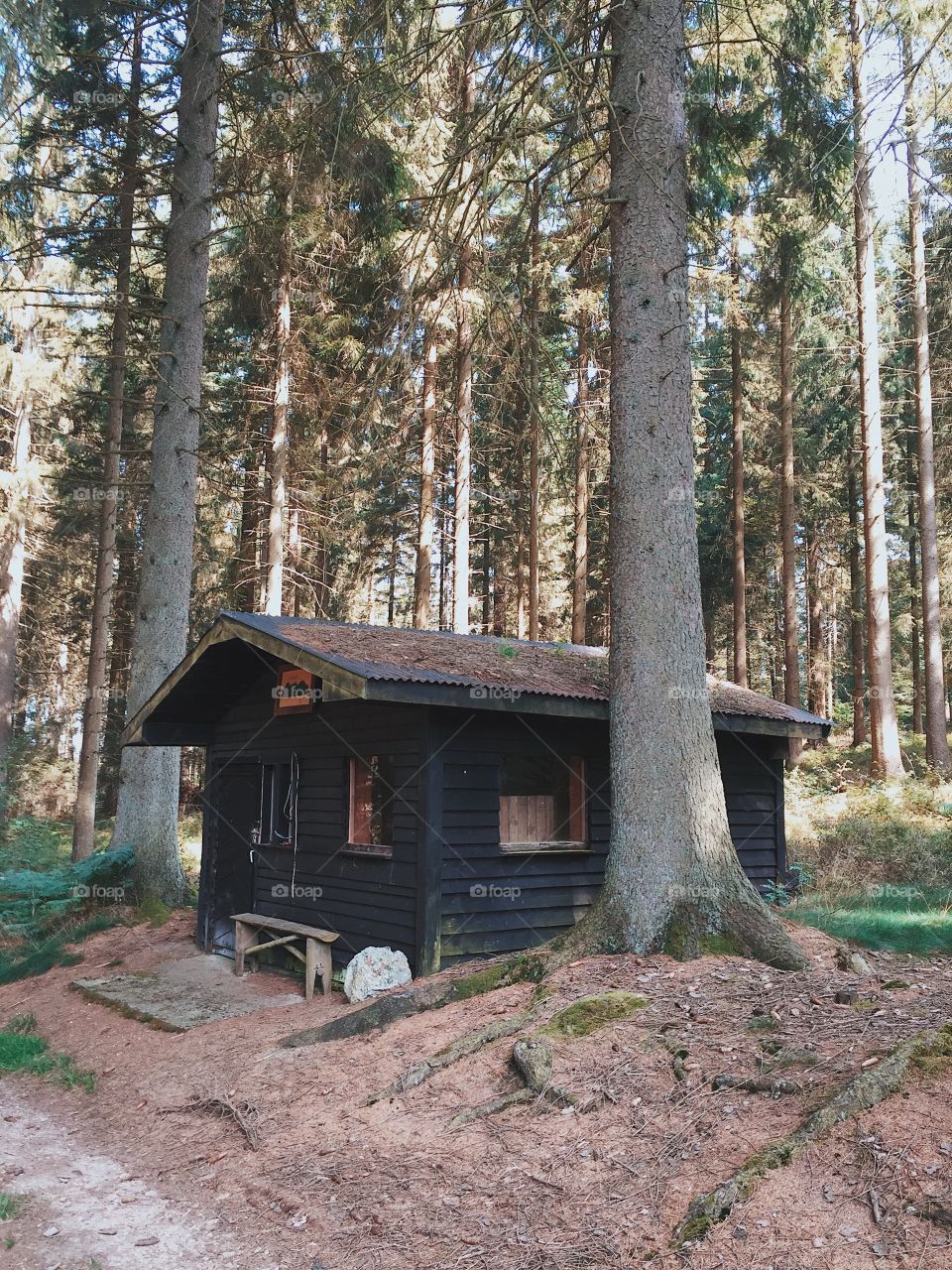 Cabin in the woods 