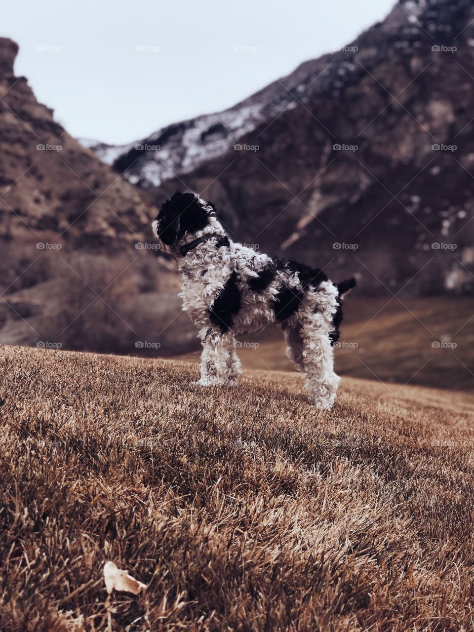 Puppy in the mountains 