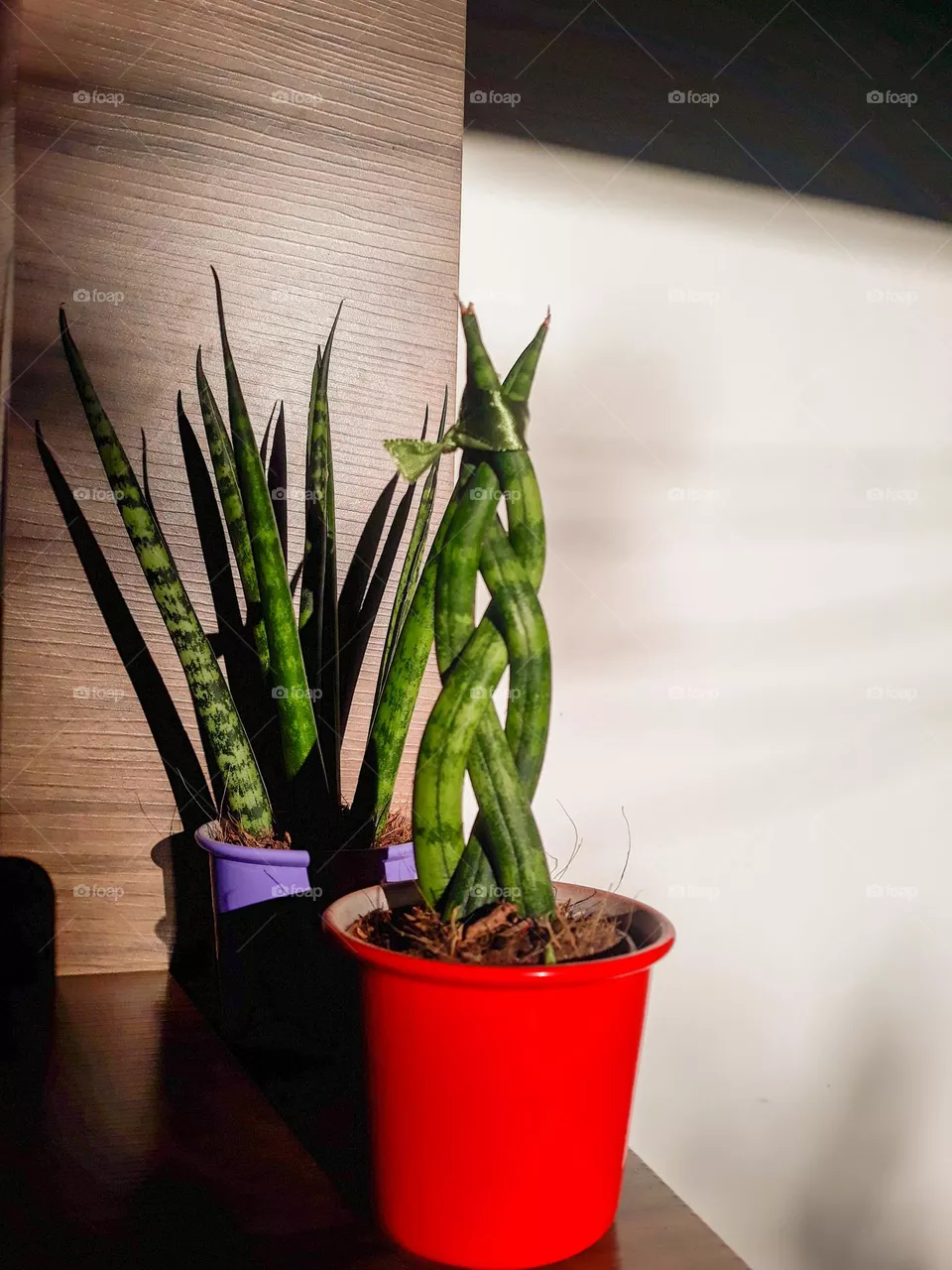 Plantas