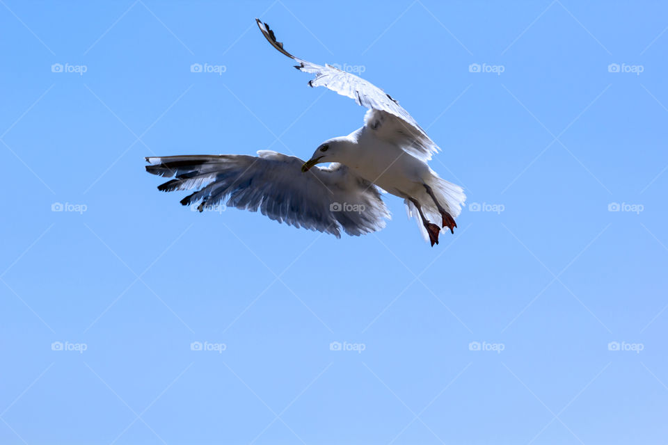 flying seagull