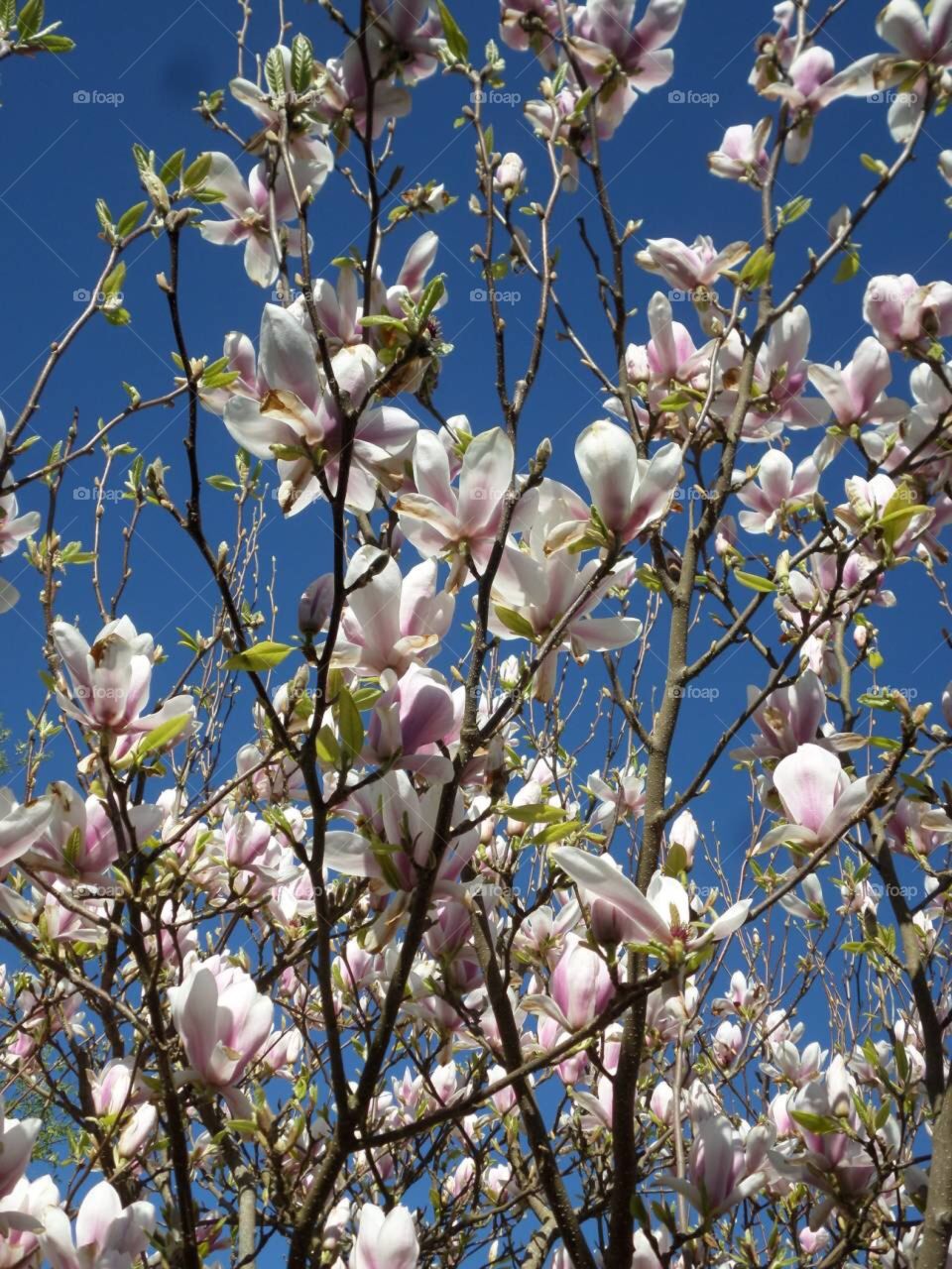 Spring in Sweden