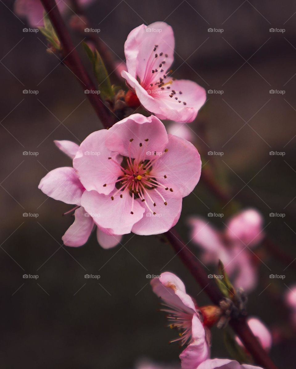 Beautiful Peach Blossoms