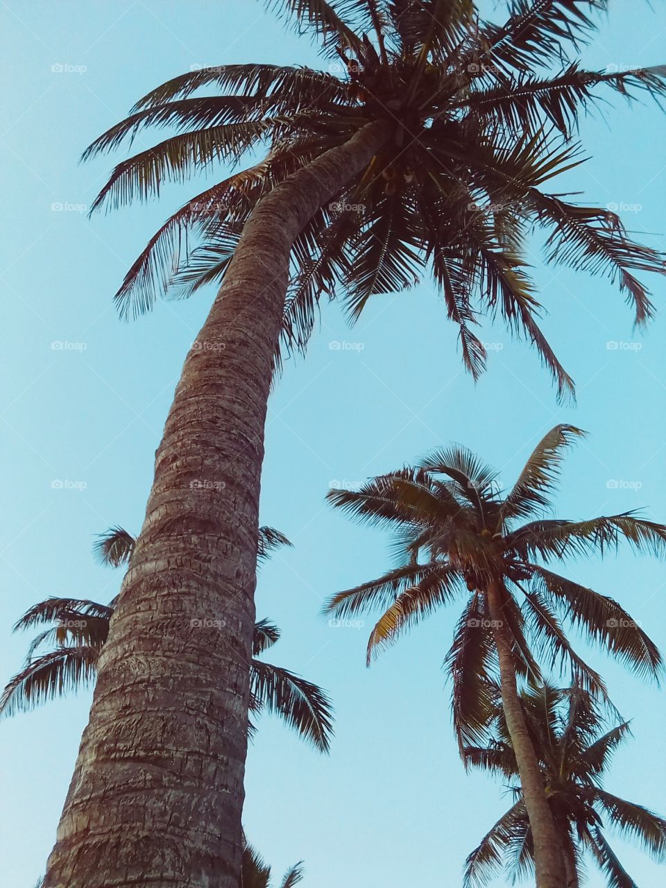 Palm, Tropical, Coconut, Beach, Tree