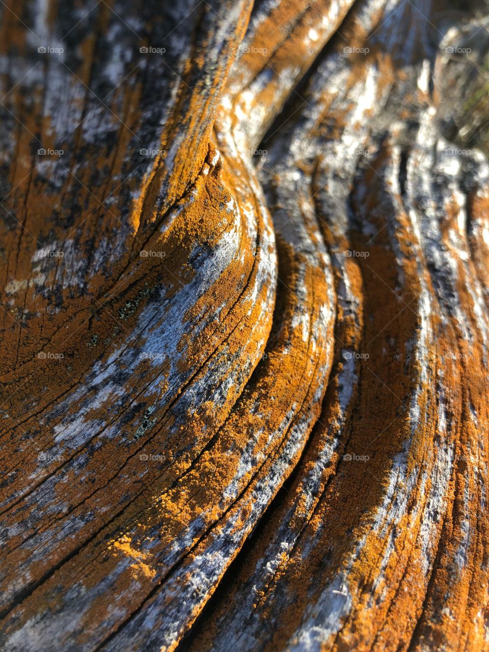 Aged tree and lichen 