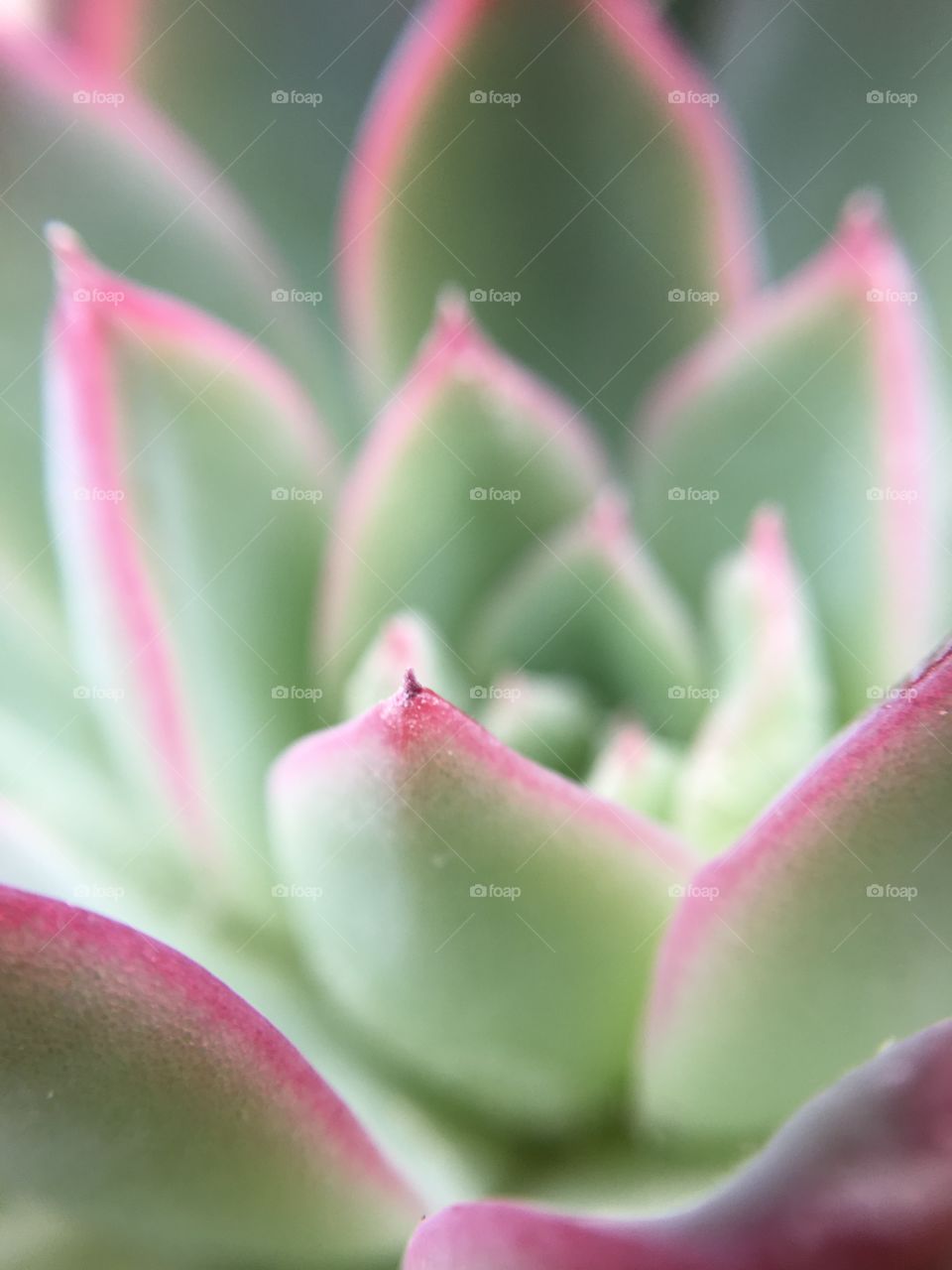 Succulent