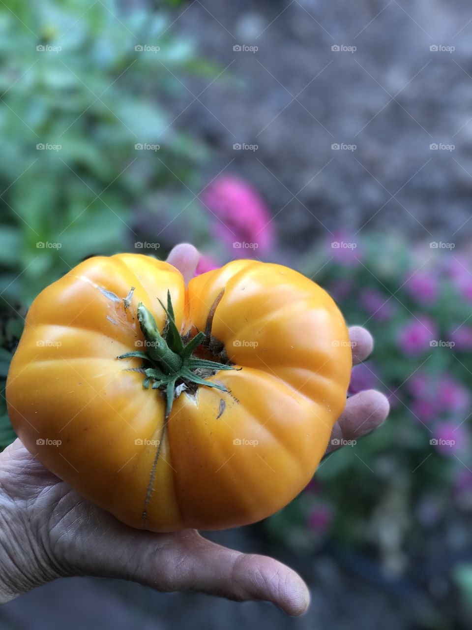 Heirloom harvest