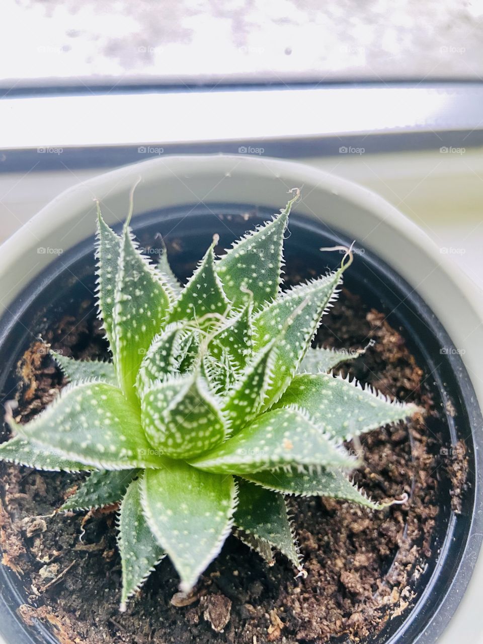 Aloe 🪴