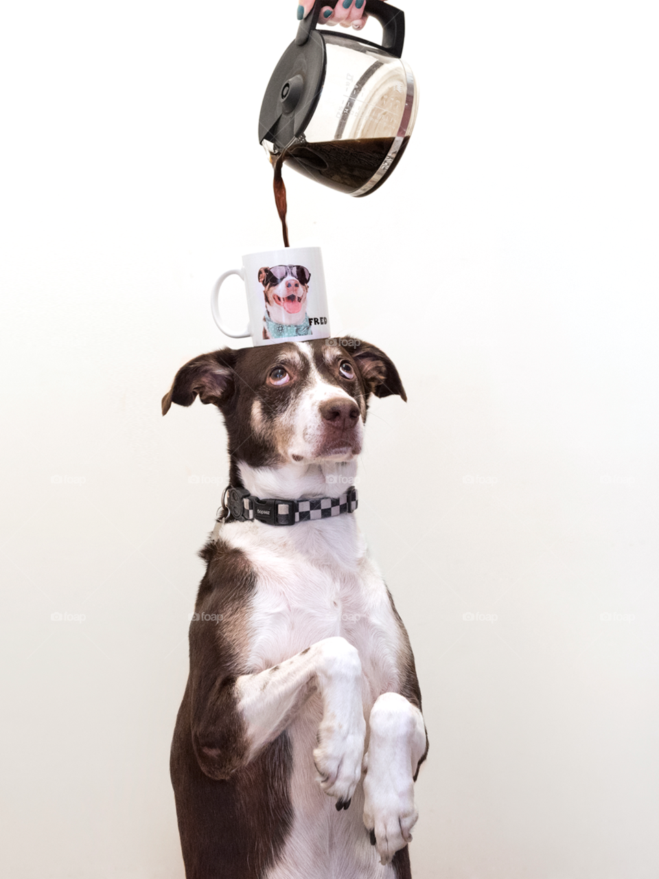 Dog balancing coffee mug