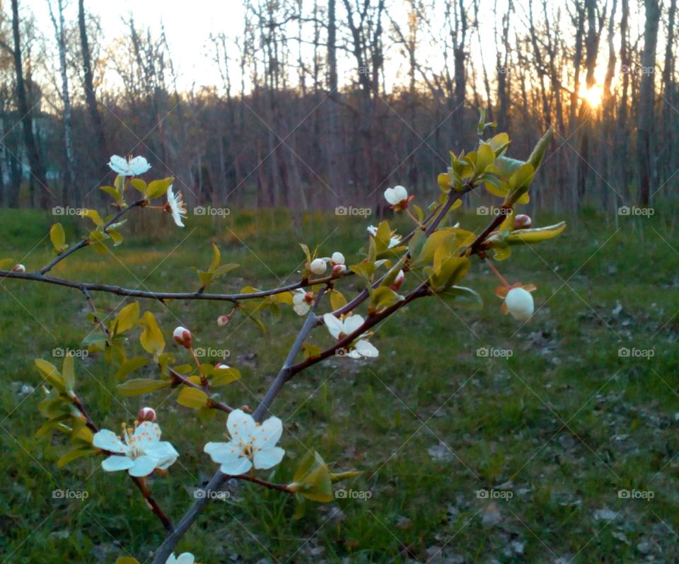 Tree, Flower, No Person, Branch, Outdoors