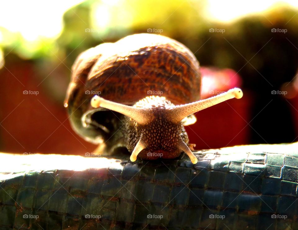 Close of translucent snail