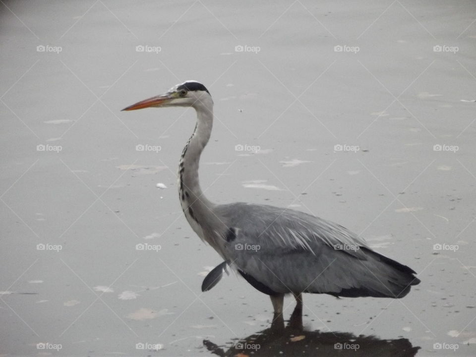 Bird, Wildlife, No Person, Heron, Water