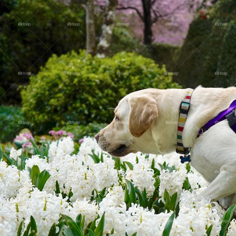 Stop and smell the flowers - dog walking in gardens